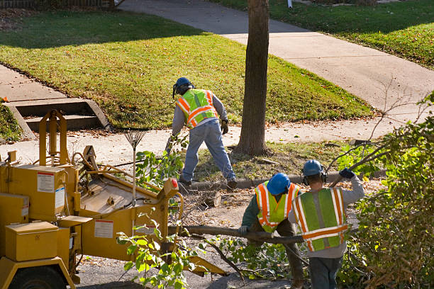 Best Sod Installation  in Five Points, FL